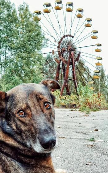 Слушать аудиокнигу: Гек или история мохнатого сталкера / Вячеслав Хватов